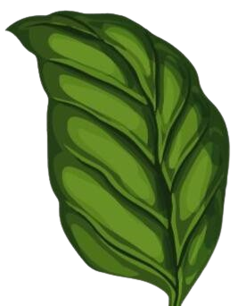 Basilicum